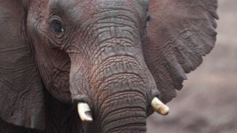 Close-up-Portrait-Of-A-Young-Calf-Elephant-In-The-Wild-Safari-In-Kenya,-East-Africa