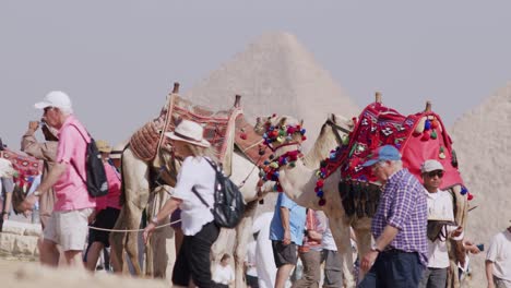 Viajes-Turísticos-Con-Camellos-Locales-A-Las-Pirámides-Egipcias,-Que-Están-En-La-Lista-Del-Patrimonio-Mundial,-Y-Camellos-Esperando