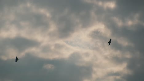 Cielo-Nublado-Con-Pájaros-Volando-Durante-El-Amanecer