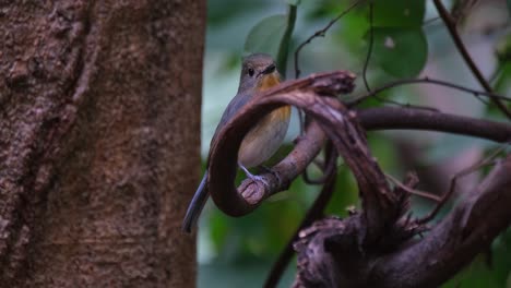Hiding-behind-the-curled-vine-as-it-looks-to-the-camera-and-to-the-right-during-a-windy-forest-afternoon,-Indochinese-Blue-Flycatcher-Cyornis-sumatrensis-Female,-Thailand