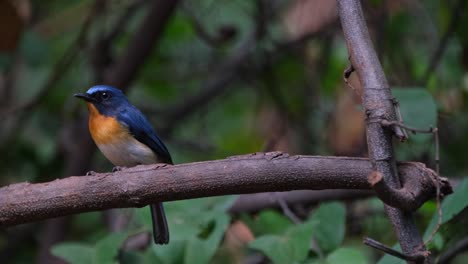 Hops-around-to-show-its-back-side-then-moves-to-the-left-side-of-the-branch,-Indochinese-Blue-Flycatcher-Cyornis-sumatrensis-Male,-Thailand