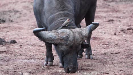 Oxpecker-Bird-On-Cape-Buffalo-Head-Eating-On-The-Ground