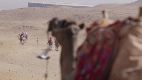 Vista-Cercana-De-Camello-Cansado-Con-Silla-Colorida-Esperando-Y-Descansando-En-El-Cairo,-Egipto