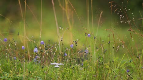 Blumen,-Unkraut-Und-Gras-Auf-Der-Saftig-Grünen-Sommerwiese