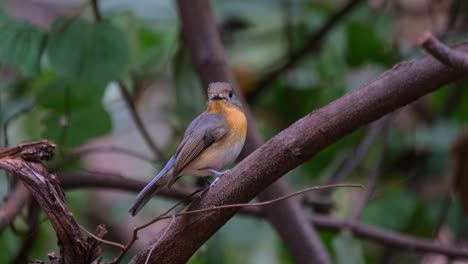 Seen-from-its-side-then-hops-around-to-expose-its-front-side-while-wagging-its-tail,-Indochinese-Blue-Flycatcher-Cyornis-sumatrensis-Female,-Thailand