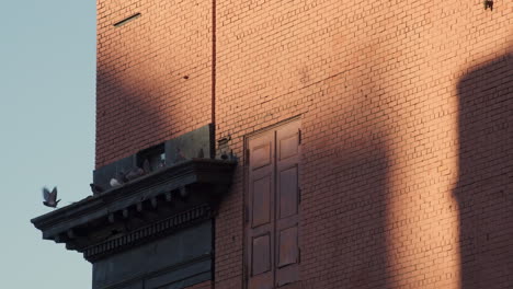 Late-Afternoon-Shadows-On-Brick-Building-with-Pigeons-Perched-on-Ledge
