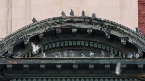 Pigeons-Sitting-on-Arch-of-Building-in-Harlem,-New-York-City
