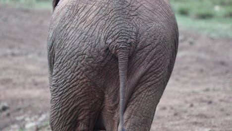Hintern-Eines-Elefanten-Mit-Faltiger-Haut-Und-Wedelndem-Schwanz
