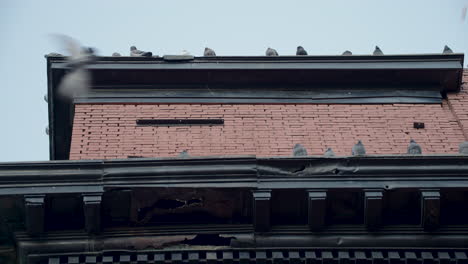 Gemeinschaft-Von-Tauben,-Die-Zwei-Ebenen-Des-Dachvorsprungs-Von-Harlem,-New-York,-Bewohnen