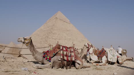 Camels-lying-in-front-of-the-Egyptian-pyramids,-one-of-the-seven-wonders-of-the-world,-are-animals-waiting-for-tourists