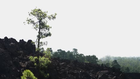 Malerische-Landschaft-Im-Teide-Nationalpark-Auf-Teneriffa-Auf-Den-Kanarischen-Inseln-Spaniens,-Vulkanische-Natur,-Grüne-Bäume,-Langsam-Tiefziehende-Wolken-über-Den-Bergen,-Sonniger-Tag,-Mittlere-Aufnahme