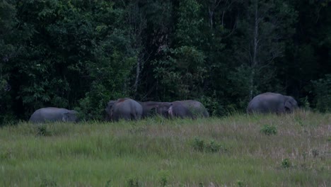 Gathering-together-just-before-dark-at-the-edge-of-the-forest-while-feeding,-Indian-Elephant-Elephas-maximus-indicus,-Thailand
