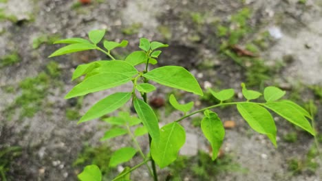 Nahaufnahme-Eines-Kleinen-Grünen-Baumes
