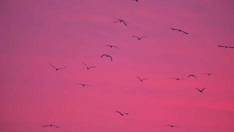 Vogelschwarm-Fliegt-Im-Sonnenaufgang-Des-Winters