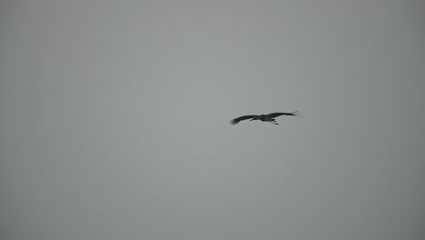 Cigüeña-Negra-Volando-Por-La-Mañana