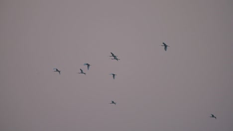 Flock-of-spoonbills-flying-in-Morning