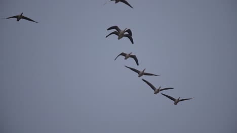 Flock-of-Bar-Headed-Goose-Flying