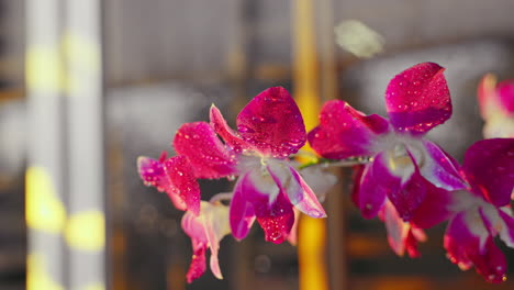Sonnenaufgangseleganz-Mit-Taugeküssten-Orchideen