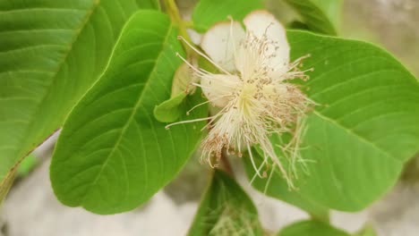 Nahaufnahme-Der-Blüten-Des-Guavenbaums