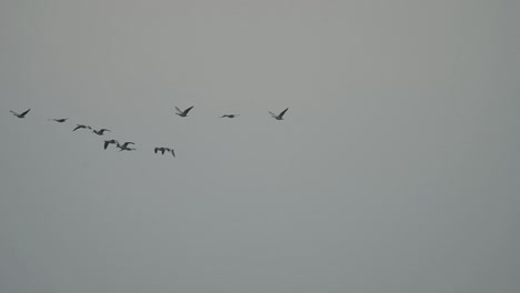 Flock-of-Bar-headed-goose-Flying