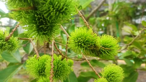 close-up-of-green-rambutan-fruit