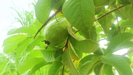 Nahaufnahme-Der-Guavenfrucht