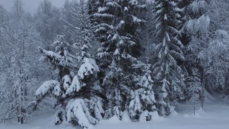 Drone-shot-of-large-winter-pine-tree-moving-upwards