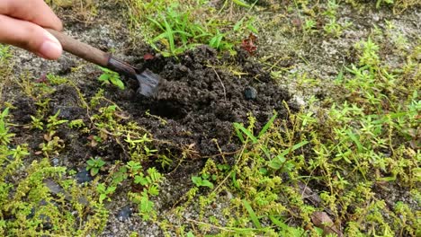 close-up-cleaning-soil-from-grass-with-a-small-shovel