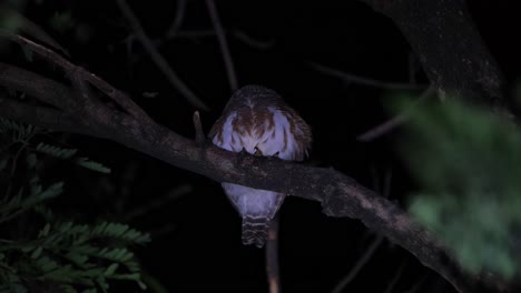 Seen-from-under-as-it-looks-around-for-it-meal-in-the-middle-of-the-night,-Asian-Barred-Owlet-Glaucidium-cuculoides,-Thailand