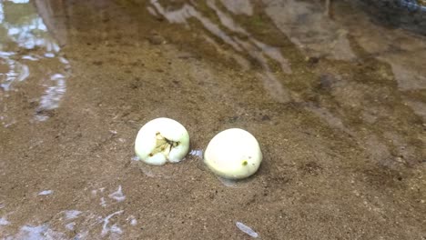 close-up-of-two-water-apples-that-have-fallen-in-a-puddle-of-water