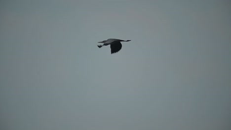 Gray-Heron-Flying-in-Morning