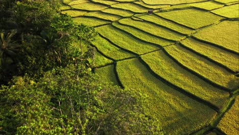 Rice-Paddy-Terrace-Layers-Ready-for-Harvest