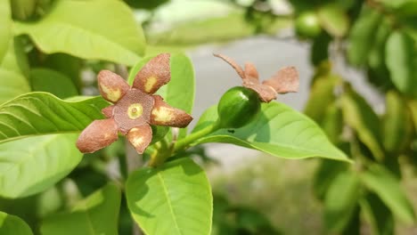 close-up-of-guava-flowers-about-to-bear-fruit