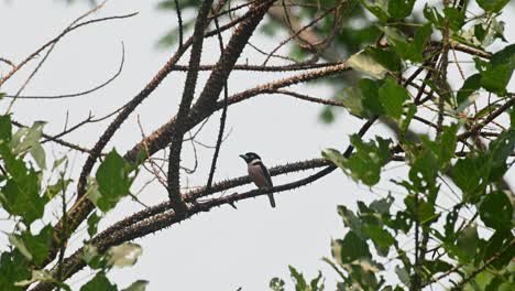 Seen-on-a-branch-of-a-thorny-tree-facing-to-the-left-while-the-wind-blows,-Black-and-yellow-Broadbill-Eurylaimus-ochromalus,-Kaeng-Krachan-National-Park,-Thailand