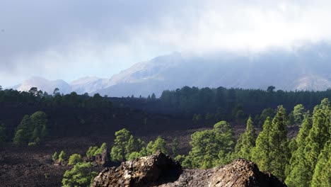 Scenic-landscape-at-Teide-National-Park-in-Tenerife-in-Canary-Islands-of-Spain,-volcanic-nature,-green-trees,-slow-low-moving-clouds-over-the-mountains,-sunny-day,-wide-shot