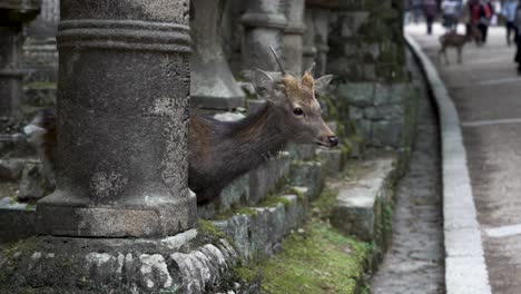 Hirsche-Verbeugen-Sich-Vor-Vorbeikommenden-Touristen-Im-Nara-Park