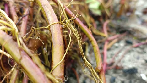 close-up-of-the-root-stem-of-an-aquatic-plant