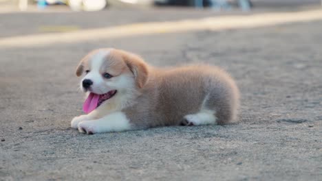 Little-puppy-corgi-playing-in-the-field