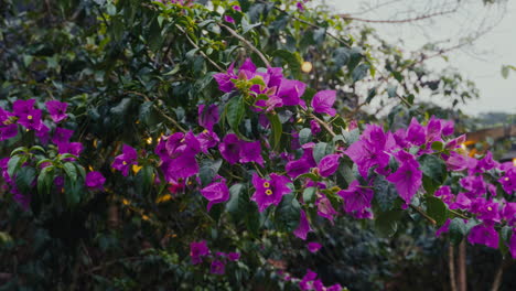 Leuchtende-Gärten:-Strahlend-Violette-Papierblumen,-Beleuchtet-Von-LED-Lichtern
