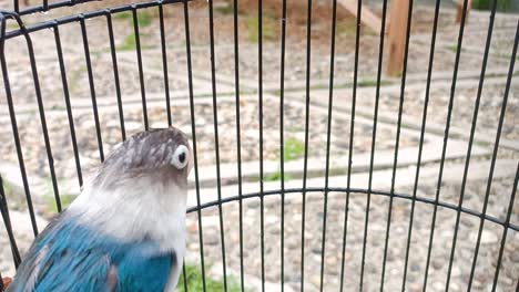 Nahaufnahme-Eines-Blau-weißen-Vogels