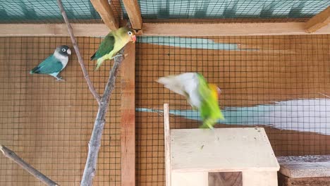 Vögel-Spielen-In-Einem-Käfig-4k