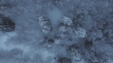 Drone-shot-of-dense-winter-forest-moving-forward-looking-down