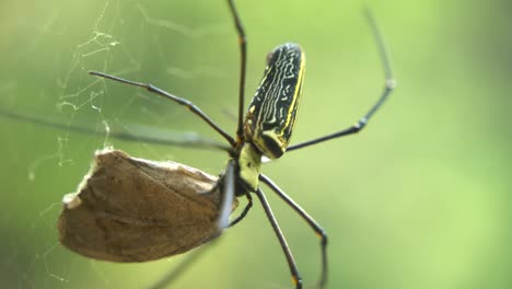 The-spider-sits-inside-its-web-to-catch-its-prey