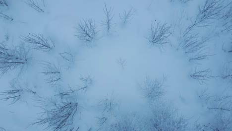 Drone-shot-of-light-winter-forest-moving-forward