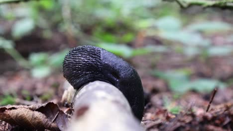 Black-snail-in-the-forest-on-a-branch
