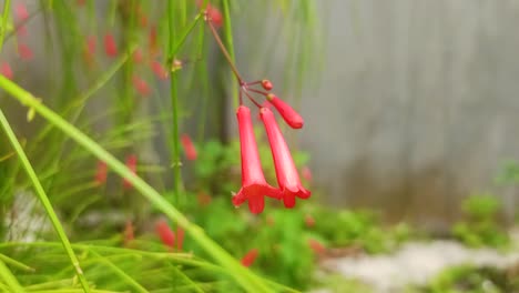 close-up-of-russelia-equisetiformis-flower