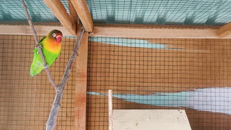 a-bird-is-perched-in-a-cage