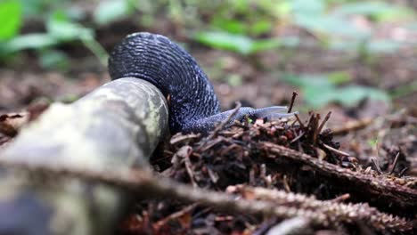 Black-snail-in-the-forest-on-a-branch-in-Sauerland