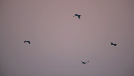 Flock-of-black-Storks-Flying
