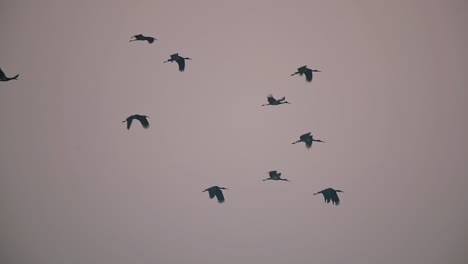 Flock-of-Black-Storks-Flying